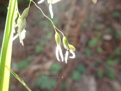 Anthoxanthum occidentale