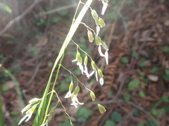 Anthoxanthum occidentale