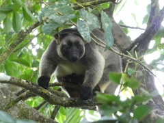 Lumholtz's Tree Kangaroo photo 3