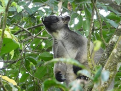 Lumholtz's Tree Kangaroo photo 2