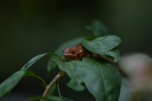 Panther Chameleon