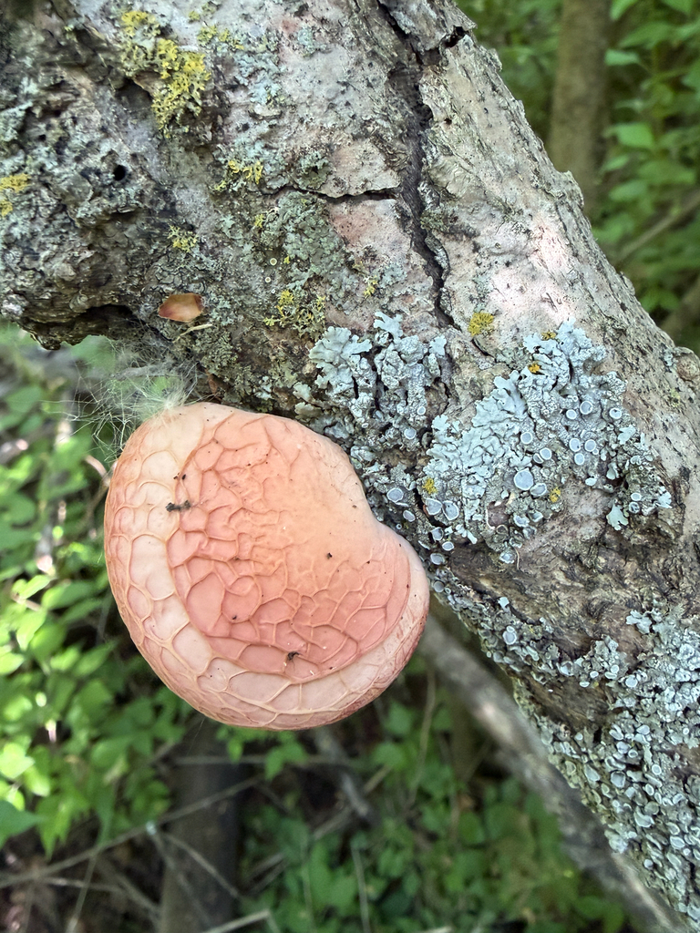 Wrinkled Peach · May 2026 · photo: Photo: (c) Kevin, some rights reserved (CC BY) · iNaturalist
