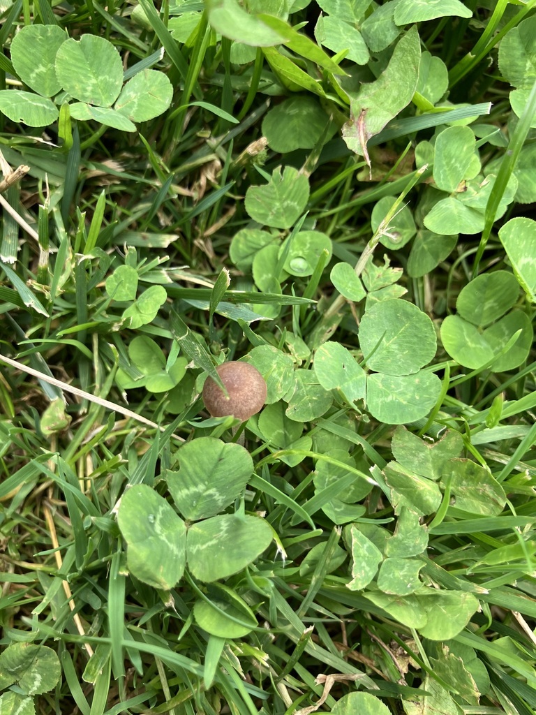 Mower's Mushroom · May 2026 · photo: Photo: (c) toad-wife, some rights reserved (CC BY) · iNaturalist
