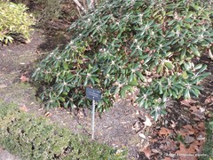 Rhododendron yakushimanum