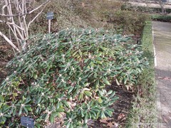 Rhododendron yakushimanum