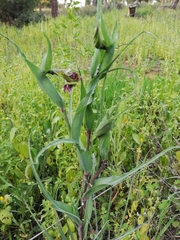 Tragopogon porrifolius