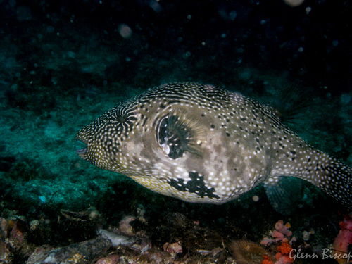 Map Puffer