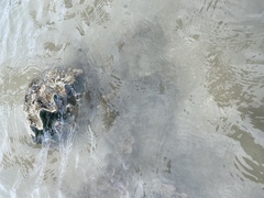 Hippopus hippopus