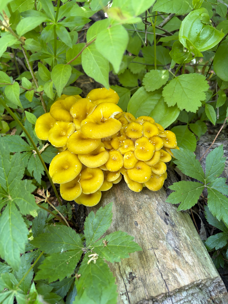 Golden Oyster Mushroom · May 2026 · photo: Photo: (c) Kevin, some rights reserved (CC BY) · iNaturalist