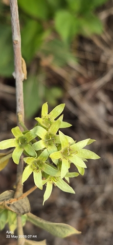 Getonia floribunda observed 2026-05-22