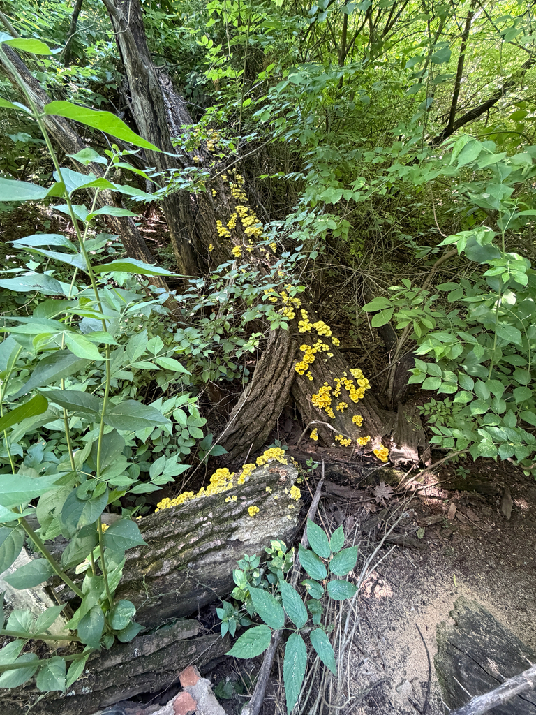 Golden Oyster Mushroom · May 2026 · photo: Photo: (c) Kevin, some rights reserved (CC BY) · iNaturalist
