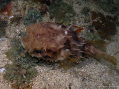 Cyclichthys orbicularis