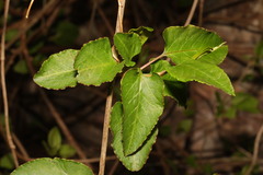 Fallopia baldschuanica