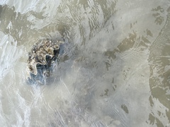 Hippopus hippopus