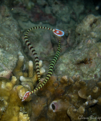 Dunckerocampus dactyliophorus