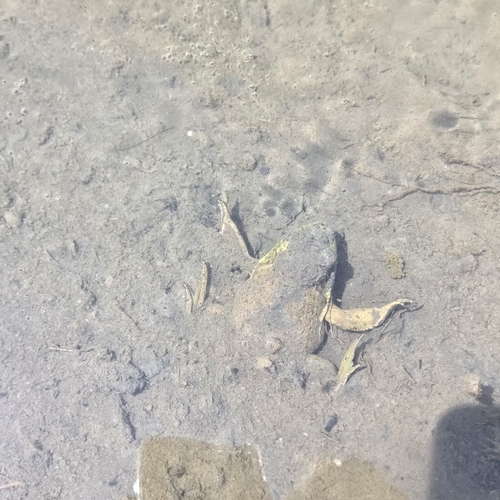 American Bullfrog
