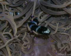 Laticauda laticaudata