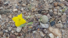 Chylismia arenaria