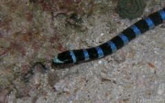 Laticauda laticaudata