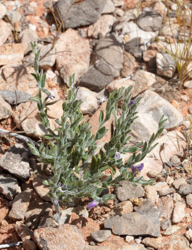 Hebecarpa macradenia