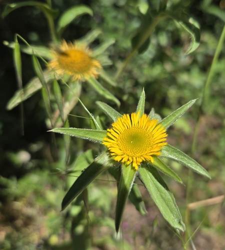 Spiny Starwort