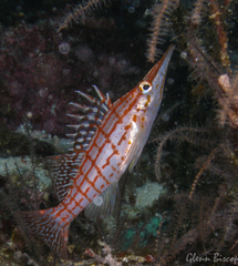 Oxycirrhites typus