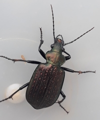 Calosoma alternans