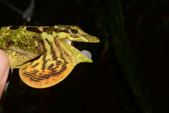 Anolis fitchi