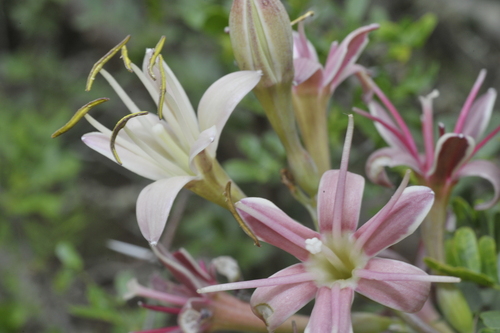 Manfreda maculosa (Hook.) Rose