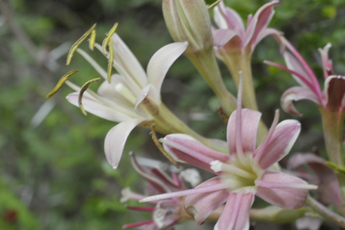 Manfreda maculata (Mart.) Rose