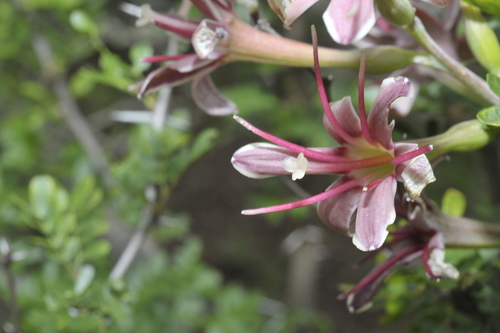 Manfreda maculata (Mart.) Rose 2