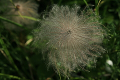 Pulsatilla dahurica