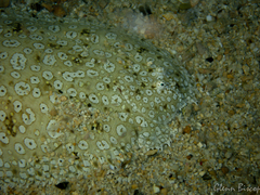 Pardachirus pavoninus