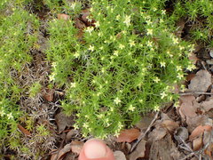 Galium andrewsii