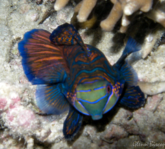 Synchiropus splendidus