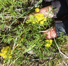 Lomatium cous