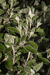 Brachyglottis × jubar