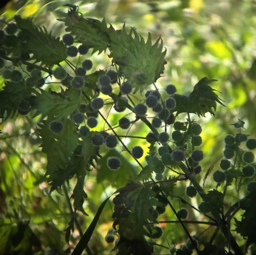Roman Nettle