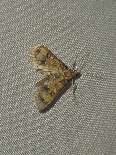 Water Hyacinth Moth photo 3
