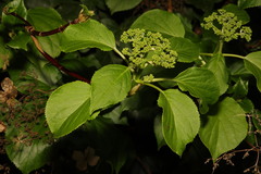 Hydrangea petiolaris