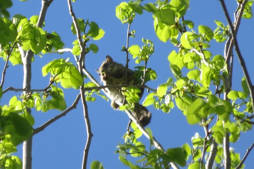 Northern Flying Squirrel observed by brianspringall