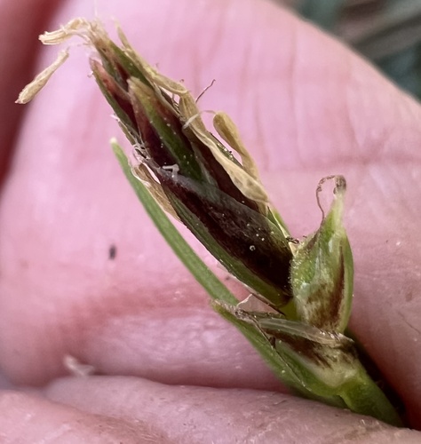 Carex rossii, photograph 2
