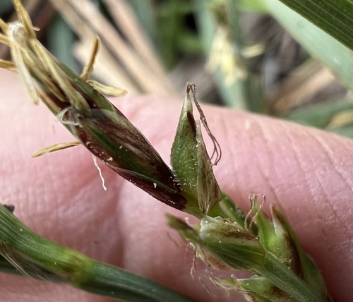 Carex rossii, photograph 3