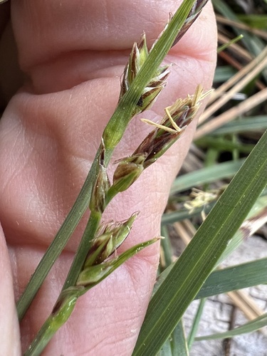 Carex rossii, photograph 4