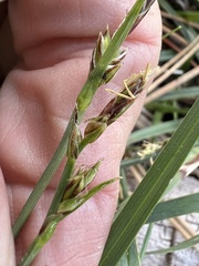 Carex rossii, photograph (c) Steve Matson, some rights reserved (CC BY)