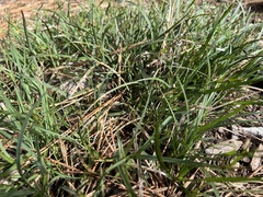 Carex rossii, photograph (c) Steve Matson, some rights reserved (CC BY)