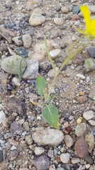 Chylismia arenaria