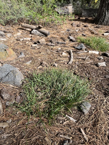 Carex rossii, photograph 6