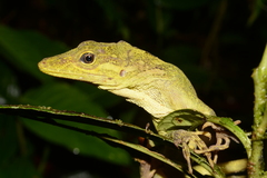 Anolis fitchi