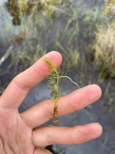 intermediate bladderwort